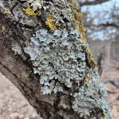 Parmotrema margaritatum thumbnail 2