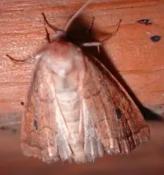Spartina Borer Moth thumbnail 4