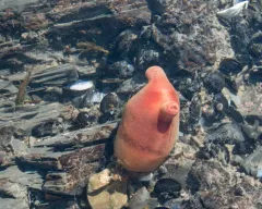 Sea Peach thumbnail 4