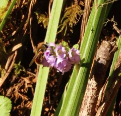 Greater Spring Blacklet thumbnail 2