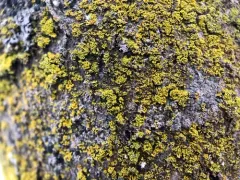 Pacific Candleflame Lichen thumbnail 2