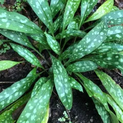 Lungwort thumbnail 1
