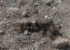 Geyser Grasshopper thumbnail 3