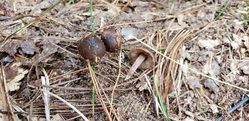 Inocybe ericetorum
