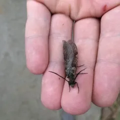 Spring Fishfly thumbnail 3