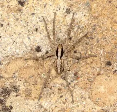 Schizocosa minnesotensis thumbnail 4
