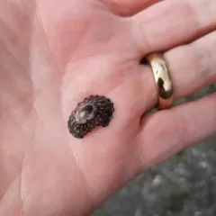 Shield Limpet thumbnail 2