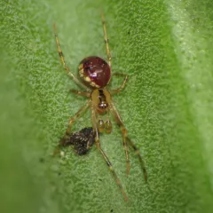 Common six-spotted cobweaver thumbnail 3