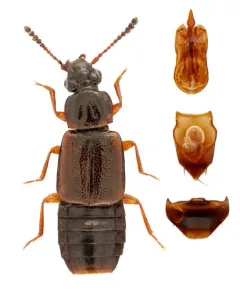 Omalium rivulare thumbnail 4