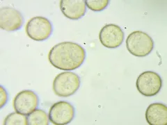 Symphytocarpus flaccidus thumbnail 3