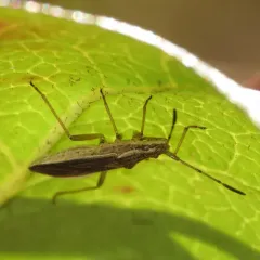 Darmistus subvittatus thumbnail 2