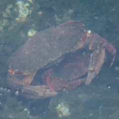 Red Rock Crab thumbnail 2