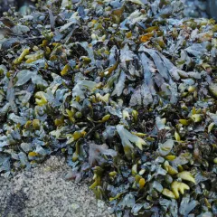 Rockweed thumbnail 2