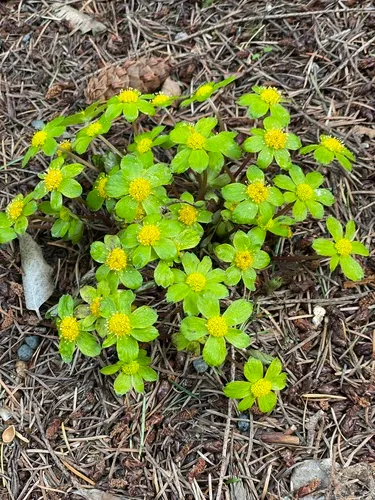 Dwarf Masterwort