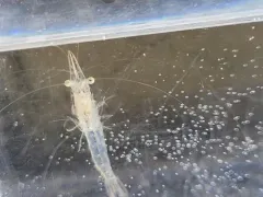 Mysis stenolepis thumbnail 2