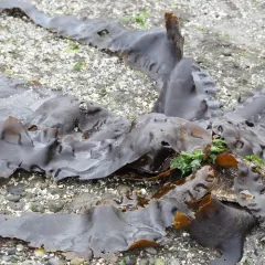 Sugar Kelp thumbnail 3