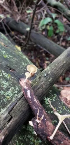 Gerronema subclavatum thumbnail 3