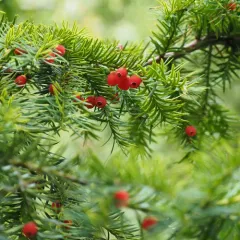 Pacific yew thumbnail 3