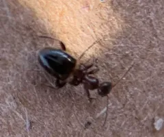Malporus formicarius thumbnail 3