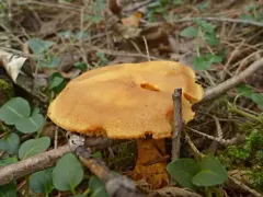 tawny webcap thumbnail 2