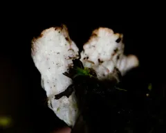 Peltigera chionophila thumbnail 1