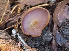 Paragalactinia michelii thumbnail 4