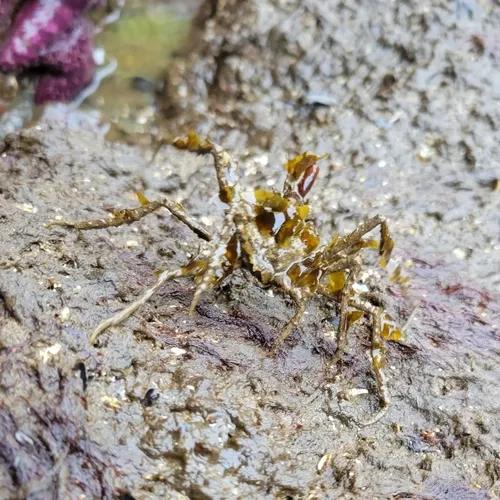 Graceful Decorator Crab