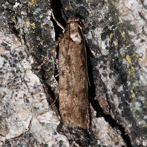 Chionodes trichostola
