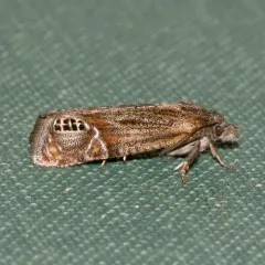 Eucosma amphorana thumbnail 3