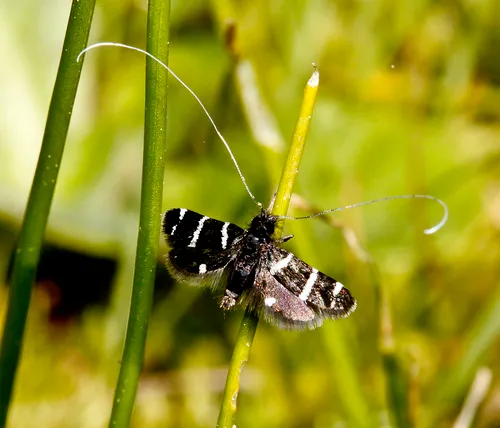 Three-striped Longhorn