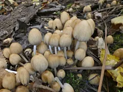 Coprinellus truncorum thumbnail 1
