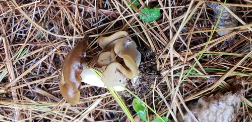 Otidea rainierensis
