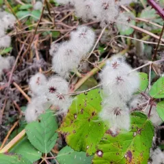 Old man's beard thumbnail 3