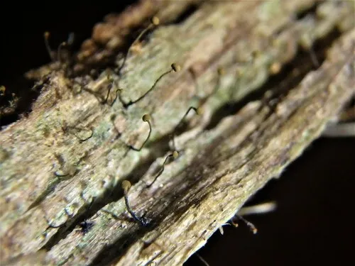 Chaenotheca gracillima