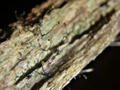 Chaenotheca gracillima thumbnail 1