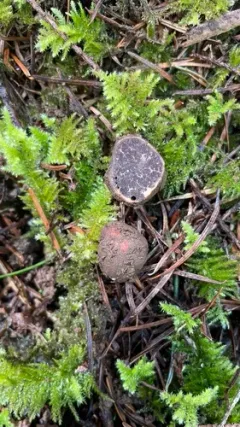 Tuber lauryi thumbnail 1