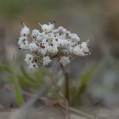 Geyer's Desert-parsley thumbnail 3