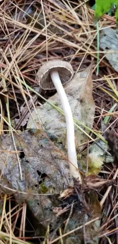 Inocybe griseoscabrosa thumbnail 3