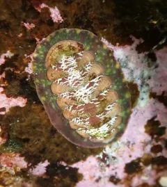Remarkable Red Chiton thumbnail 4