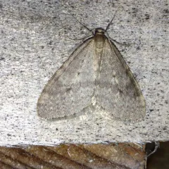 Bruce Spanworm Moth thumbnail 3