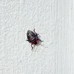 Two-spotted Stink Bug thumbnail 3