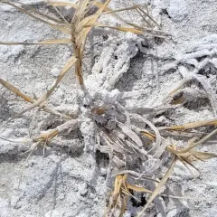 Saltgrass thumbnail 4