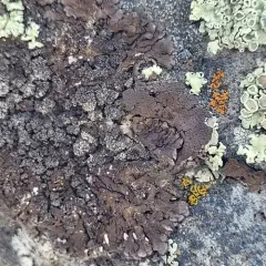 Warty Camouflage Lichen thumbnail 3