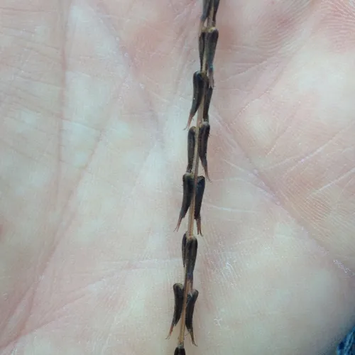 American lopseed