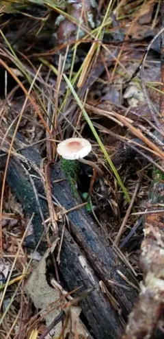 Lepiota umbrosa thumbnail 2