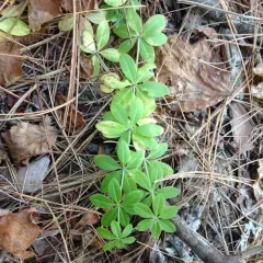 fragrant bedstraw thumbnail 5