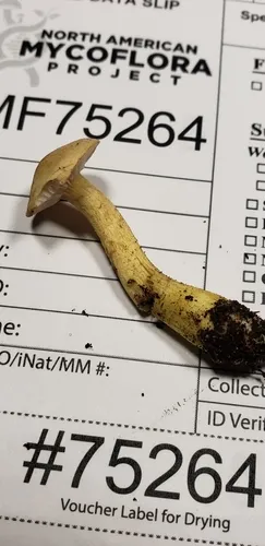 Tricholoma hemisulphureum