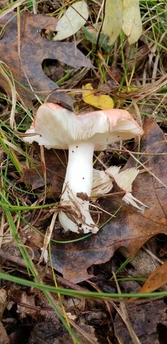Russula subemetica