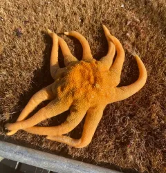 Orange Sun Star thumbnail 1