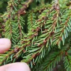 Eastern Dwarf-mistletoe thumbnail 4